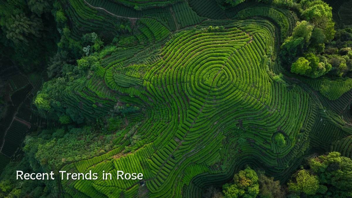 Recent Trends in Rose