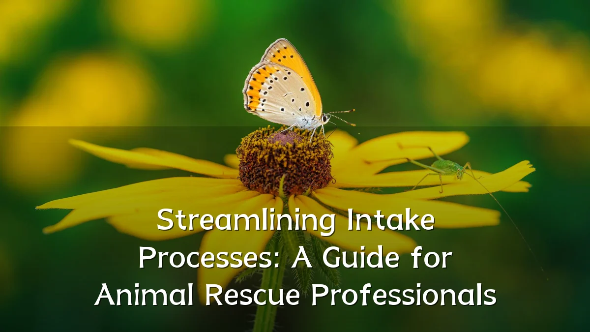 Streamlining Intake Processes: A Guide for Animal Rescue Professionals