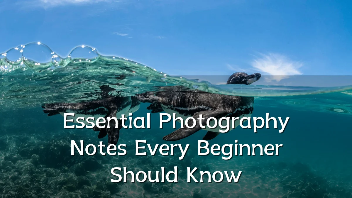 Essential Photography Notes Every Beginner Should Know