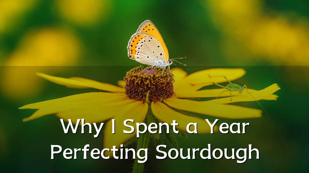 Why I Spent a Year Perfecting Sourdough